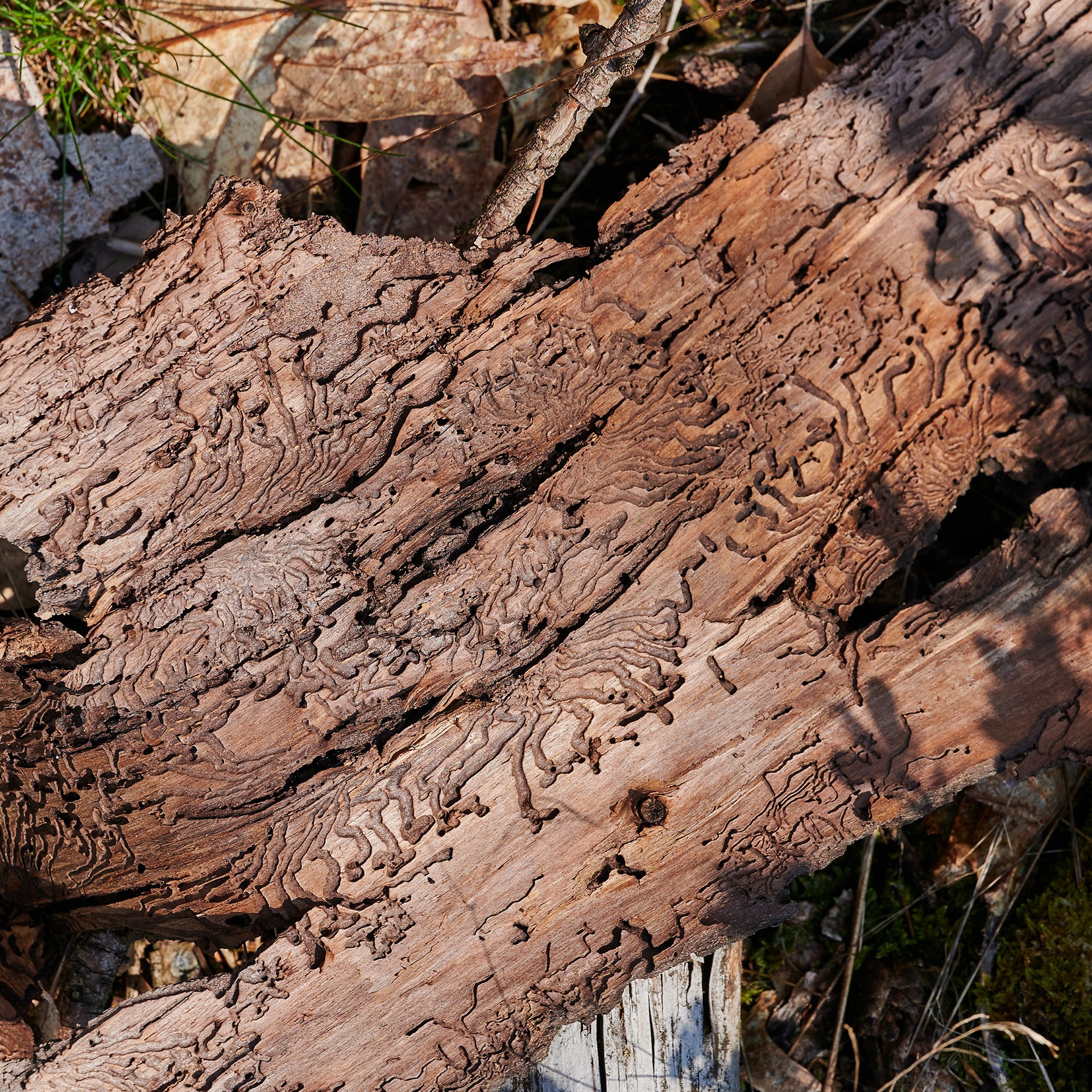 Waldprojekt Lippischer Wald