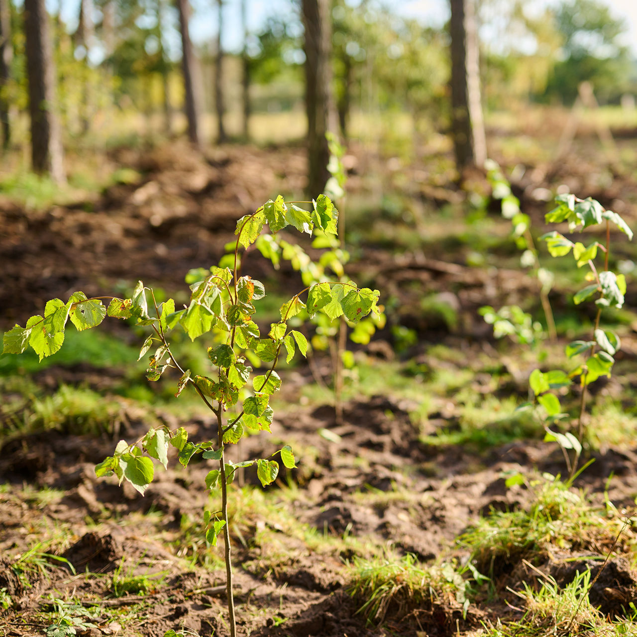 Waldprojekt Lüneburger Heide
