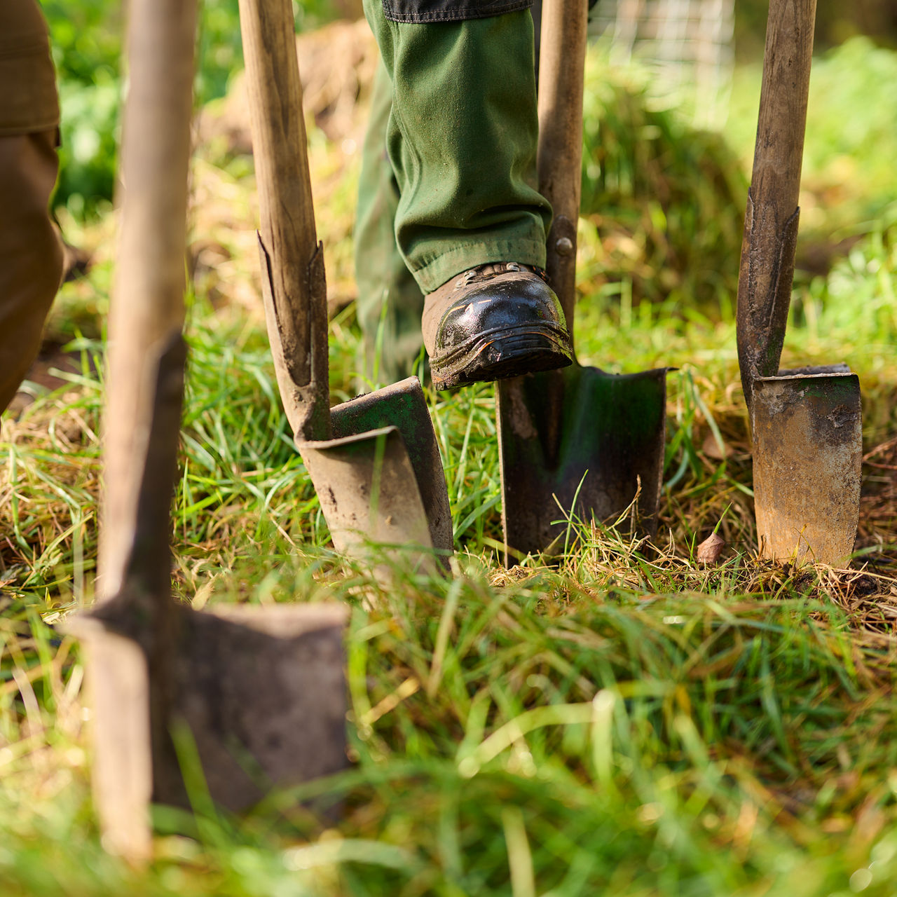 Waldprojekt Lüneburger Heide Bepflanzung