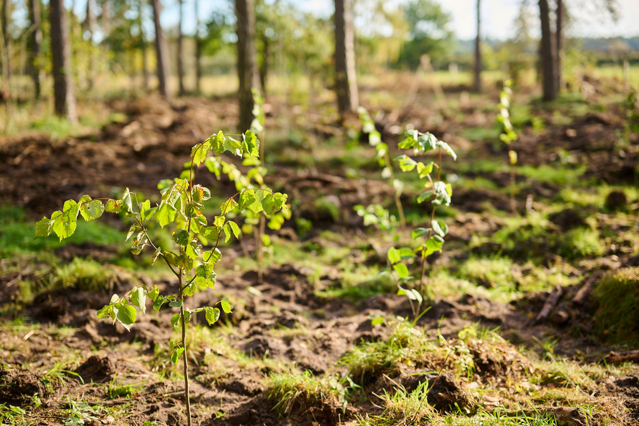 2023-10-18-Vergölst-Artenglück-Baumpflanzaktion-Lüneburger-Heide-hauke-mueller-fotografie_HMF2912.jpg