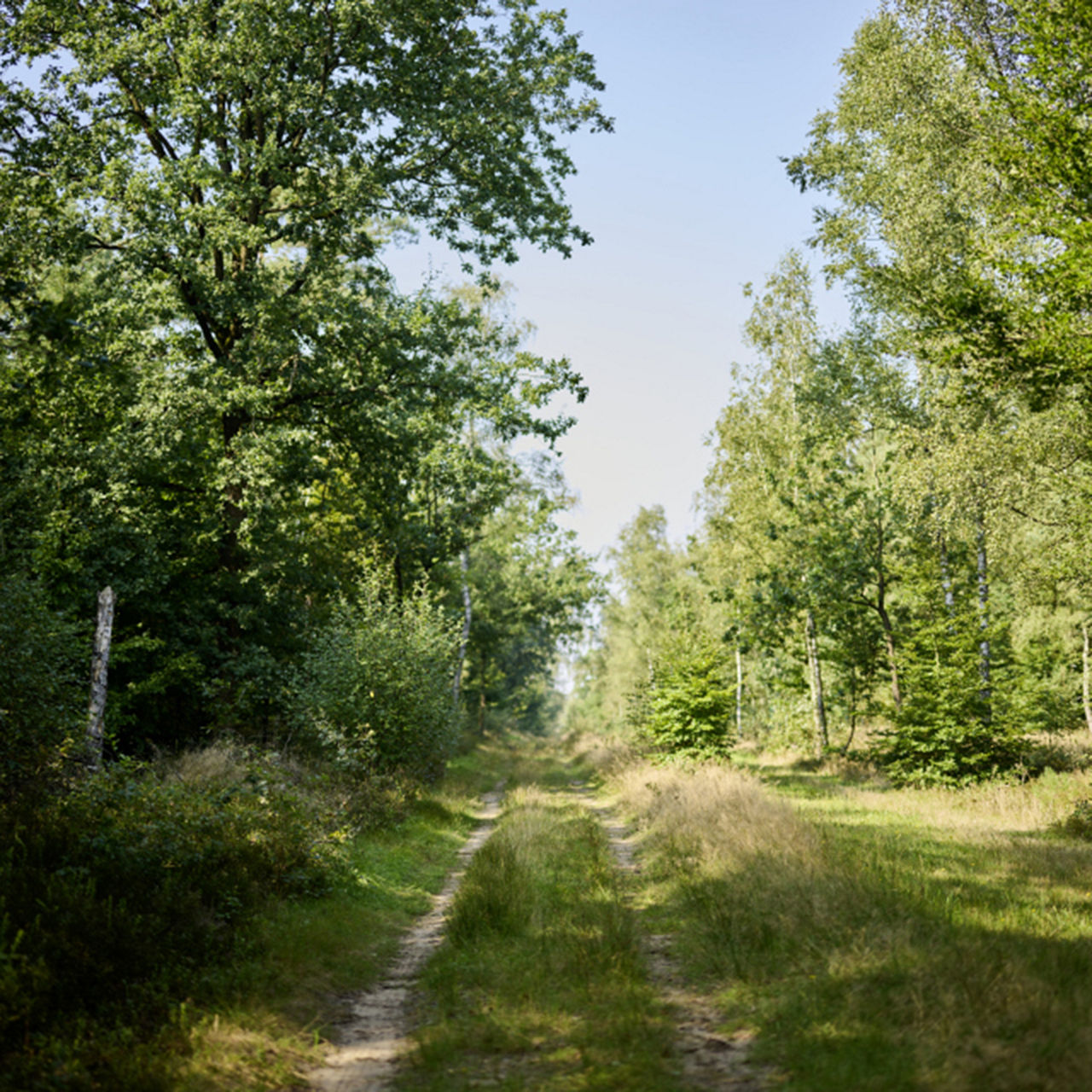 Pflege und Erhalt von 40.000 Quadratmetern Wald in der Lüneburger Heide