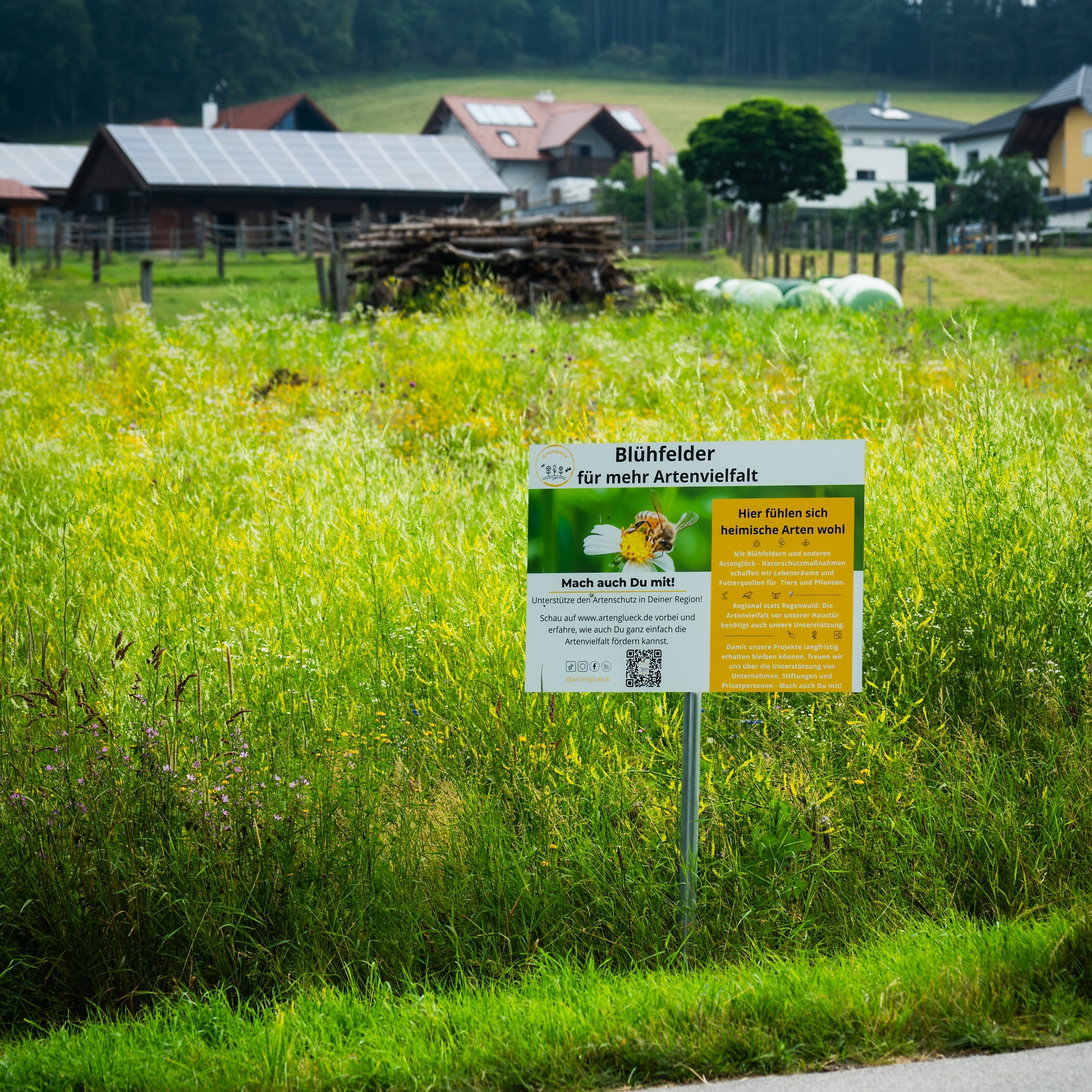 BestDrive x Artenglück Blühwiese bei Linz.jpg