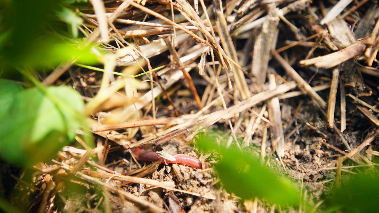 BestDrive x Artenglück_Stoppelbrache.jpg