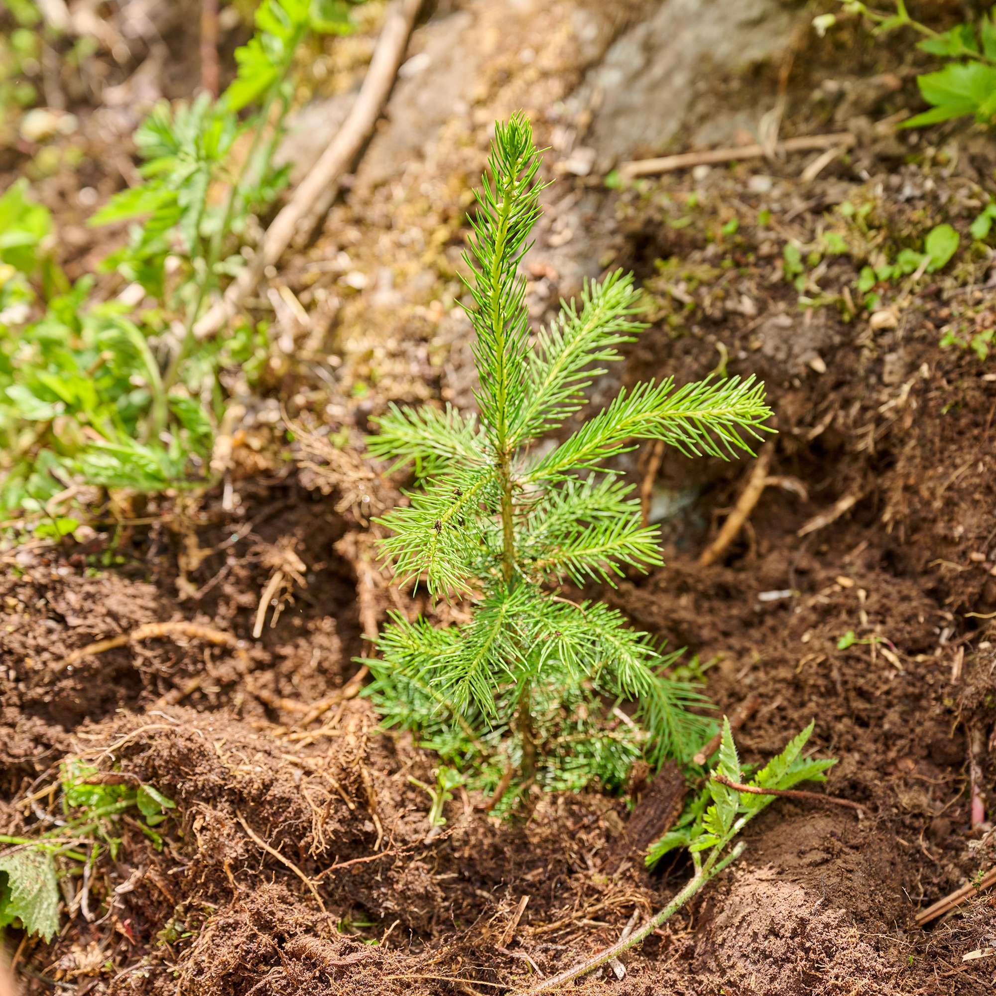 Forest_Project_Urserntal_DACH_01_Teaser_1920x1920.jpg