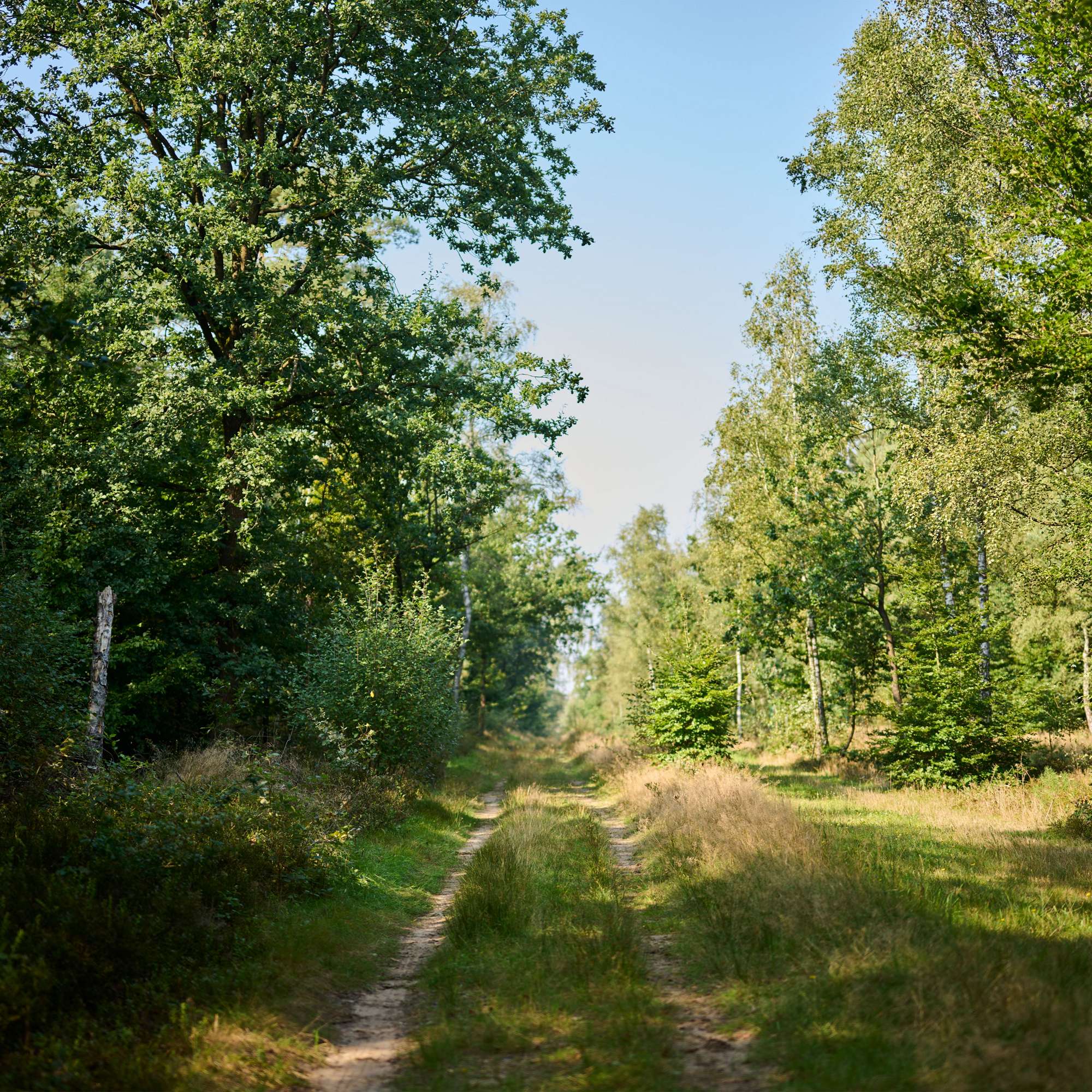Heide_Moor_Aktion_Vergoelst_02Teaser_1920x1920.jpg