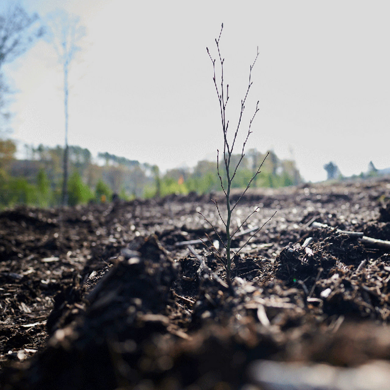 Vergoelst Pressebild_Baumpflanzaktion Detmold Lippischer Wald