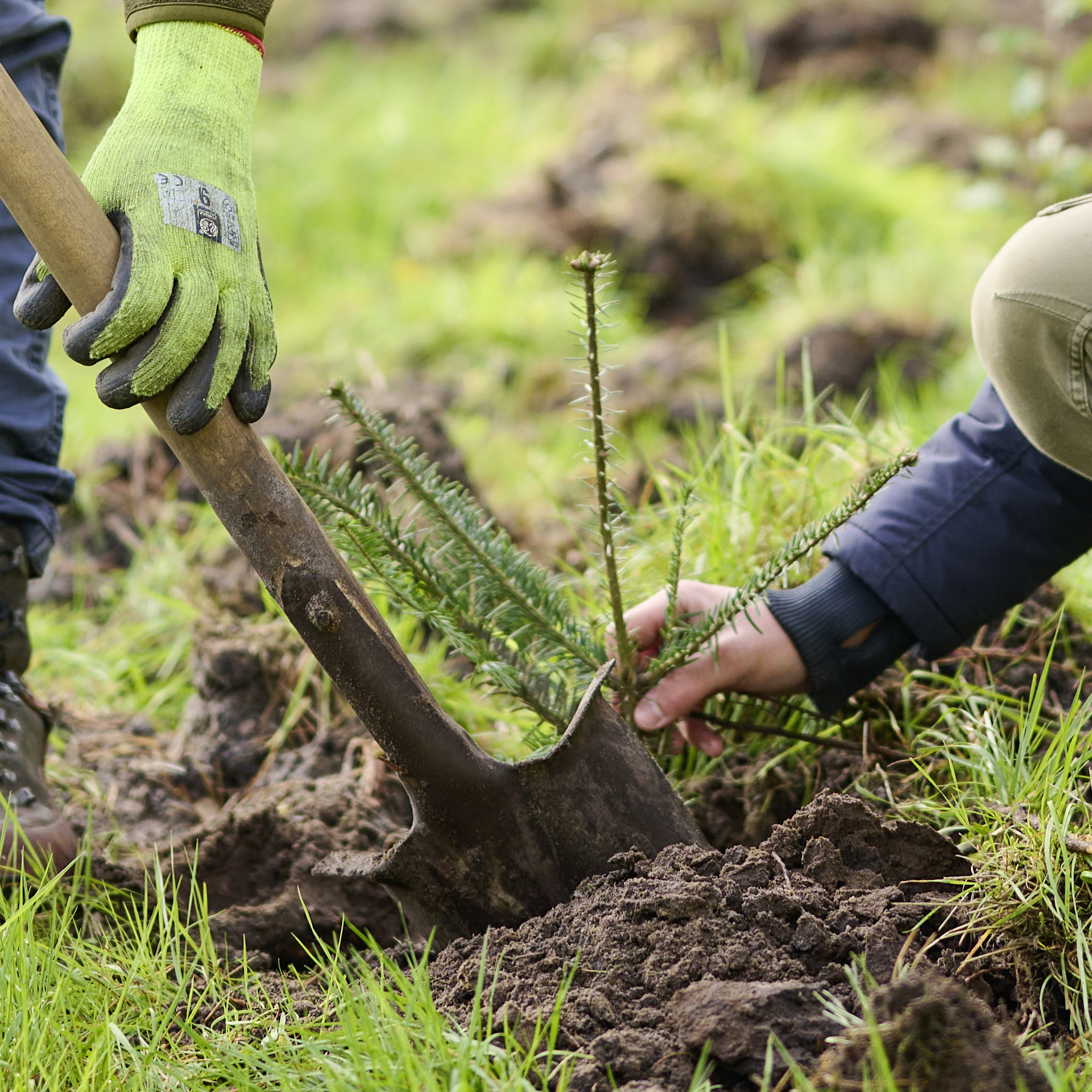 Wald Lüneburg_1920x1920.png