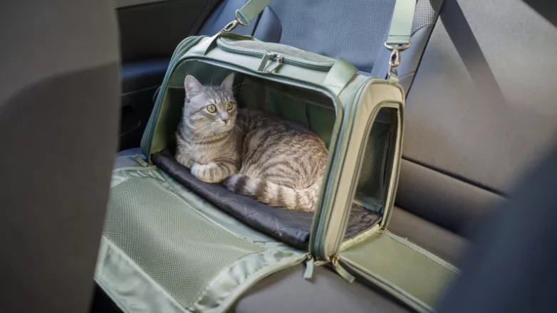 LinkTeaser Tile - 782x440 - attache transport animal voiture