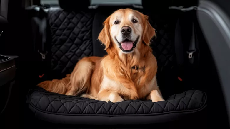 LinkTeaser Tile - 782x440 - installation banquette arriere transport animal voiture