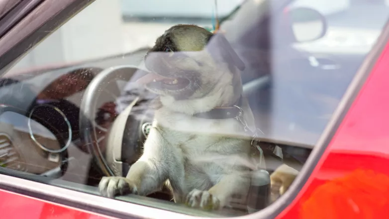 LinkTeaser Tile - 782x440 - ne pas laisser animal seul voiture