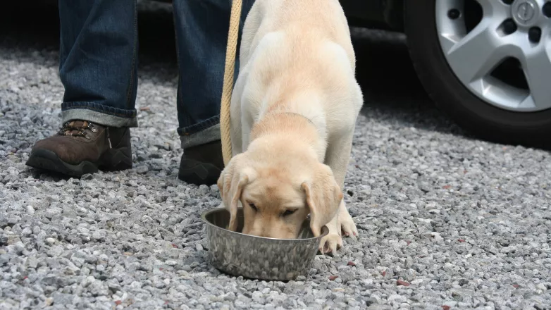 LinkTeaser Tile - 782x440 - pause reguliere transport animal voiture