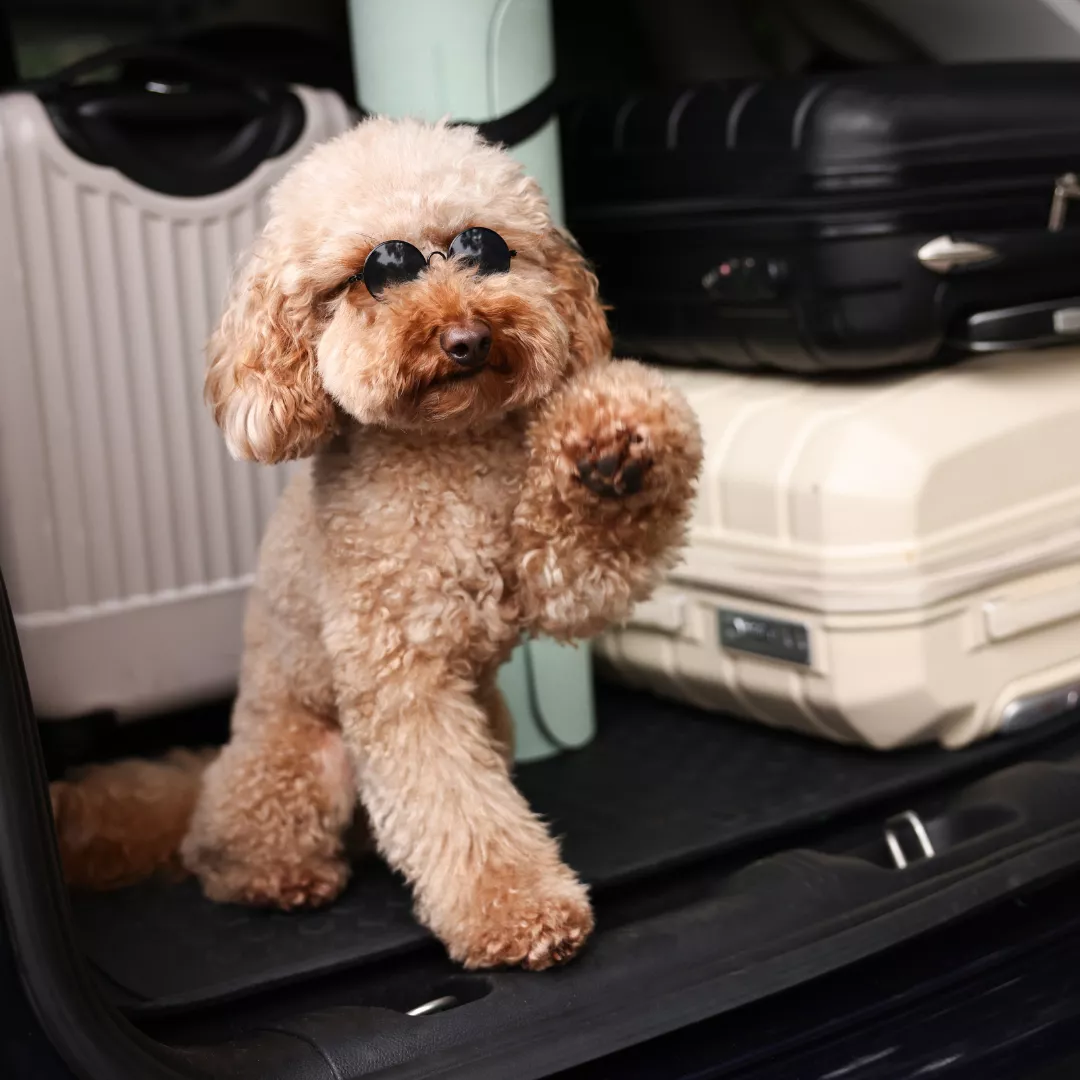 image text teaser_1080x1080 - risque transport chien voiture