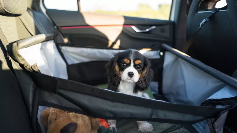 LinkTeaser Tile - 782x440 - securiser trajet voiture avec animal