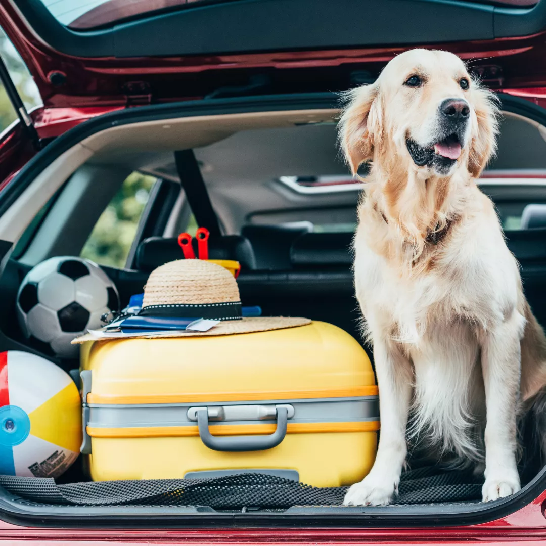 image text teaser_1080x1080 - transporter animal voiture check list