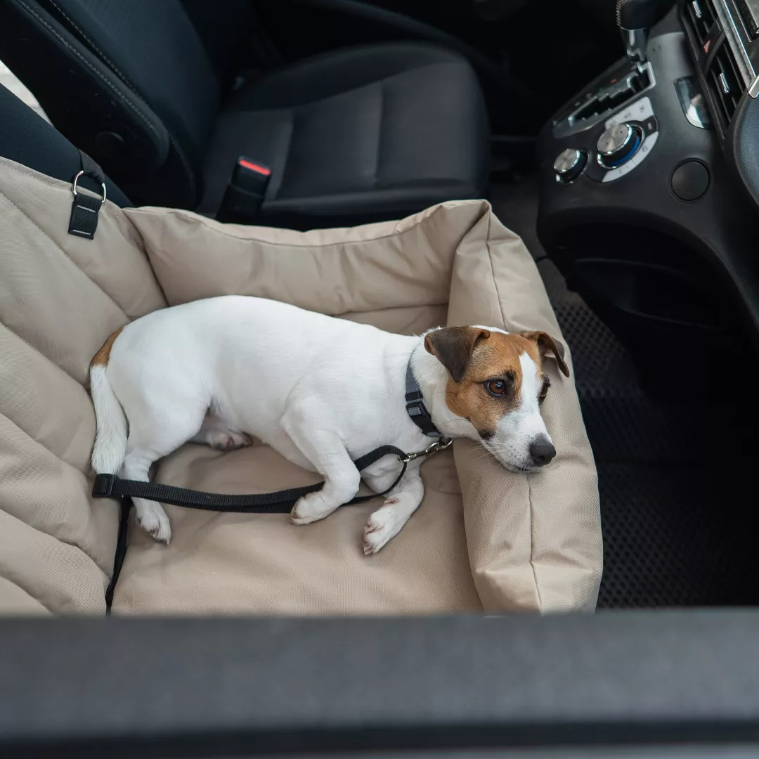 image text teaser_1080x1080 - transporter animal voiture precautions