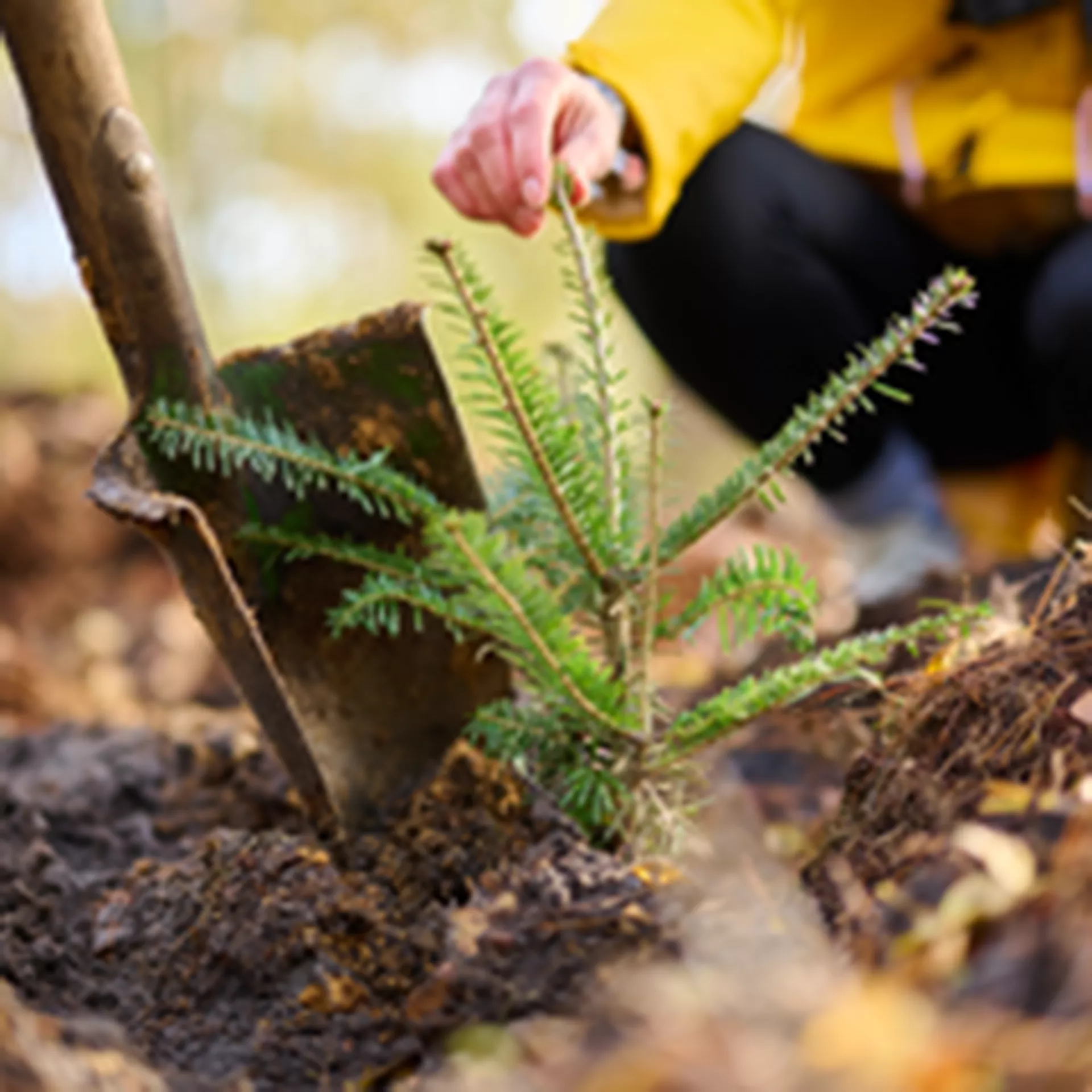 Waldprojekt: 1.000 Bäume für die Lüneburger Heide